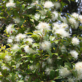 PINNACLE™ Syzygium australe 'AATS' - Botanica Nurseries