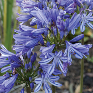 Agapanthus 'Blue Heaven' (African Lily)