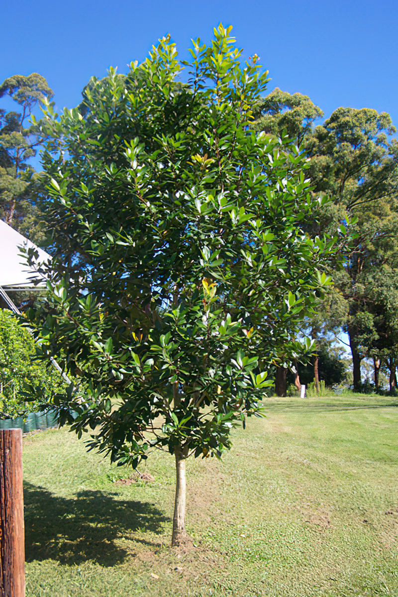 Luscious® Tristaniopsis Laurina Dow10 Botanica Nurseries