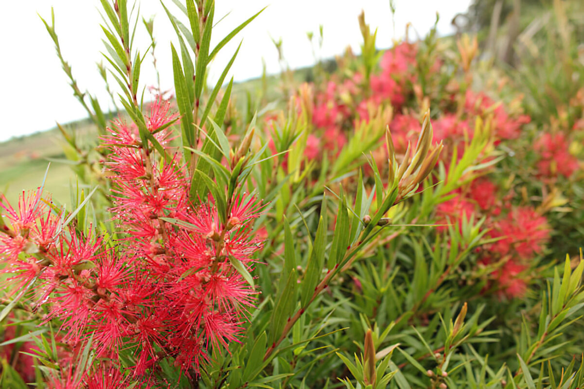 scarlet-flame-callistemon-viminalis-cc19-botanica-nurseries